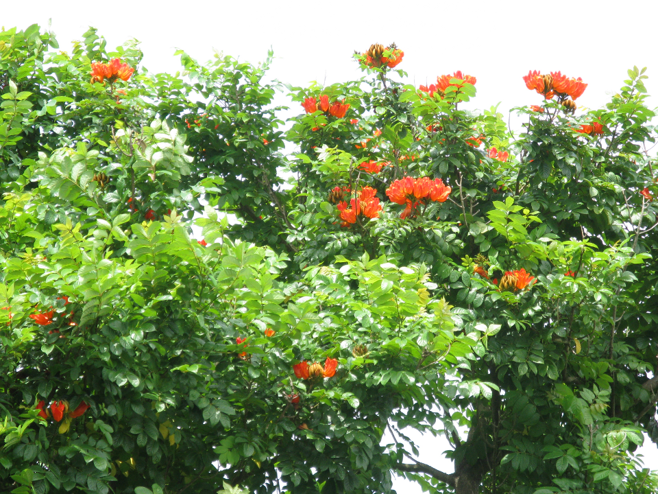 A flowered tree outside Isa's parents' apartment